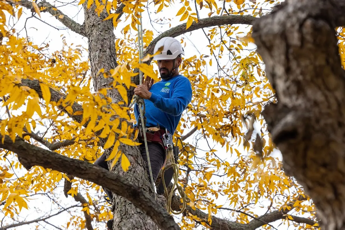 Skilled Tree Planting crew working in New Tripoli