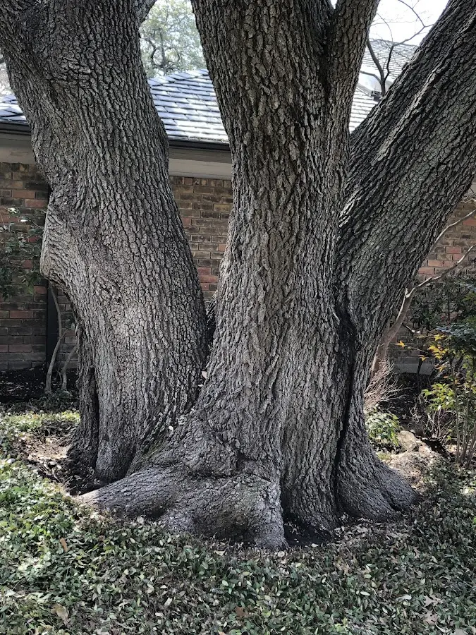 Mature heritage tree close to a New Tripoli property cared for by certified arborists